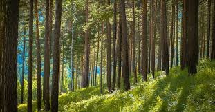 Pine grove near Yakutat is farthest north